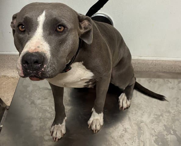 Penelope - Pit Bull Terrier