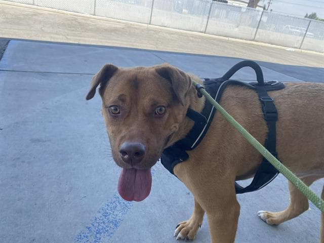 Scooby - Labrador Retriever