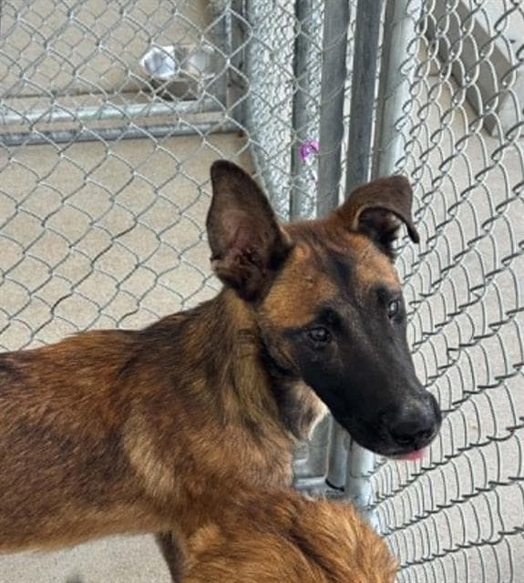 Slick - Belgian Shepherd Malinois