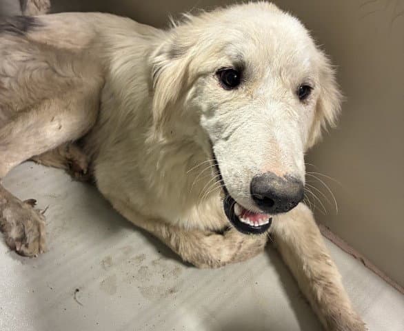 Yogurt - Great Pyrenees