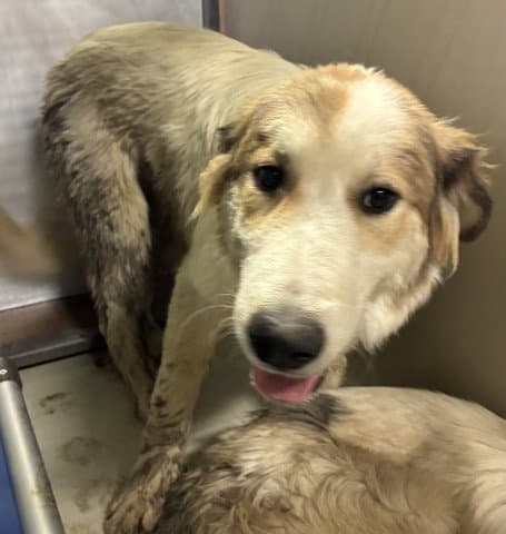 Smoothie - Great Pyrenees