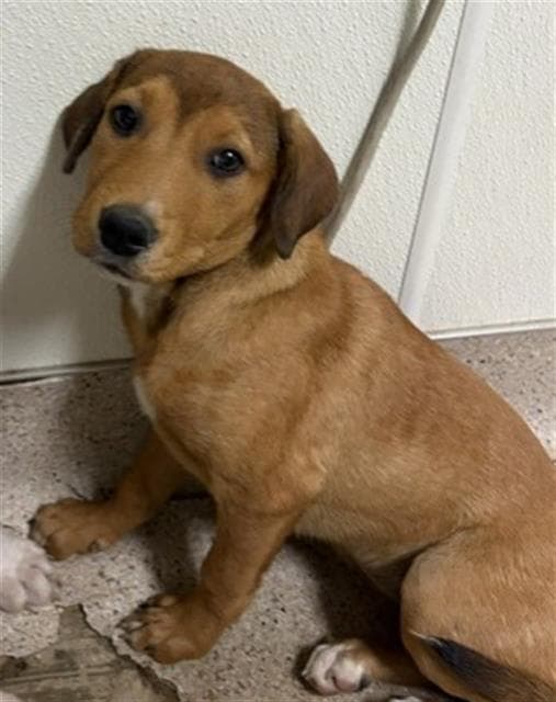 Muffin - Labrador Retriever