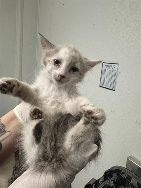 Kima - Domestic Short Hair