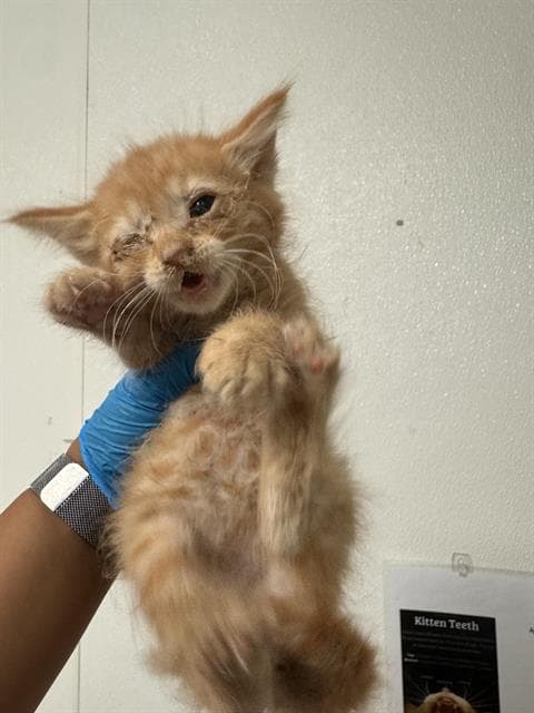 Simba - Domestic Short Hair