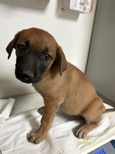 Ursa - Belgian Shepherd Malinois