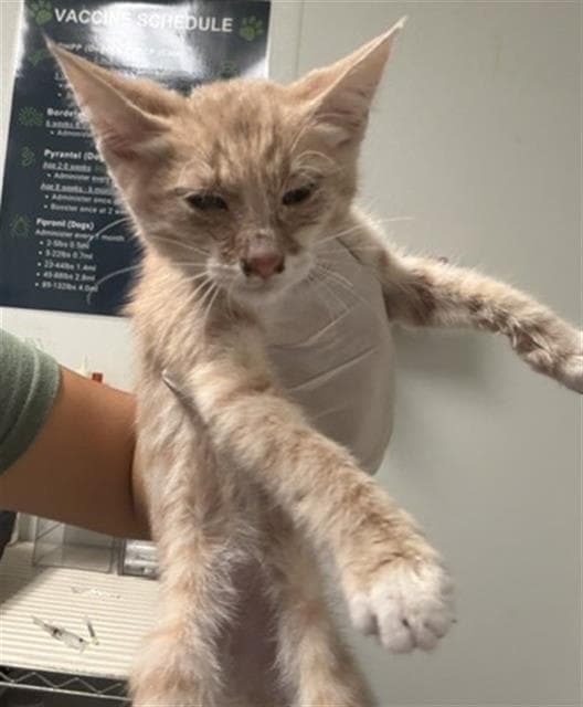 Skittle - Domestic Short Hair