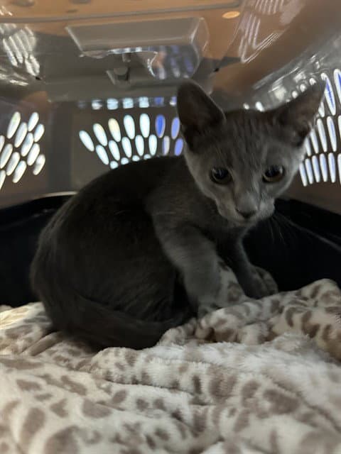 Bruce - Domestic Short Hair