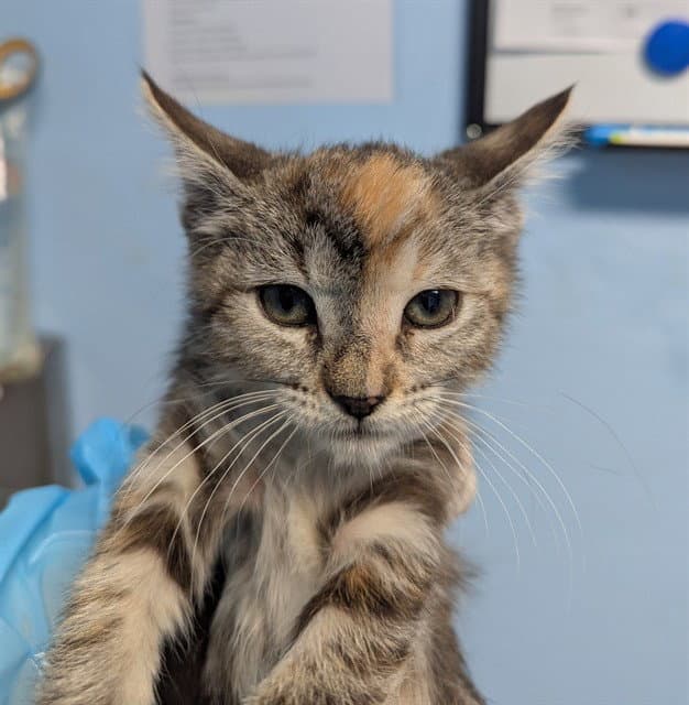 Ellie Mae - Domestic Short Hair