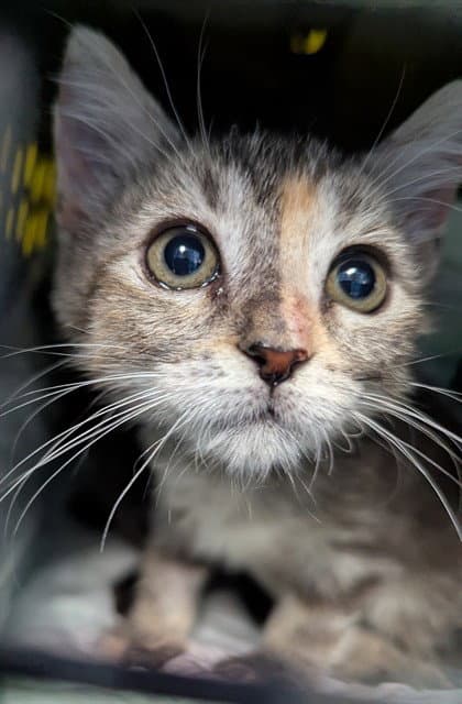 Emmy Lou - Domestic Short Hair