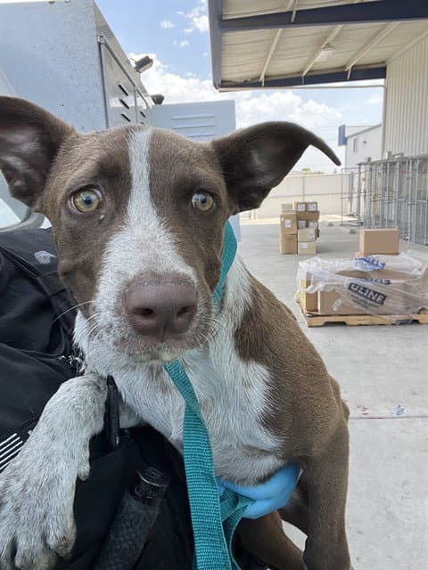 Chip - Pit Bull Terrier