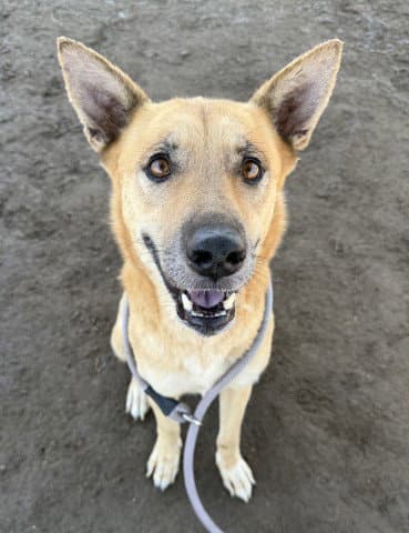 Paris - German Shepherd Dog