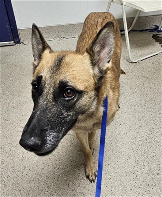 Missy - Belgian Shepherd Malinois