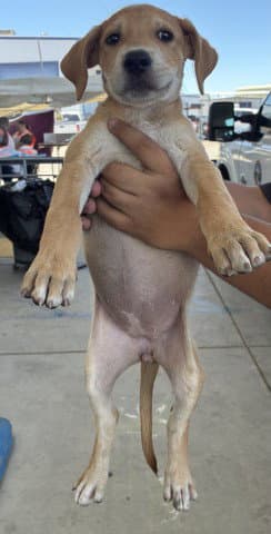 Valkyrie - Pit Bull Terrier