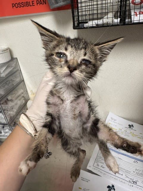 Matisse - Domestic Short Hair