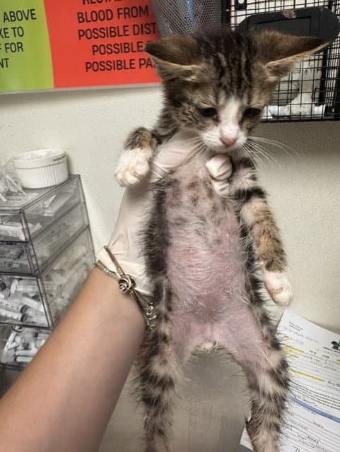 Picasso - Domestic Short Hair
