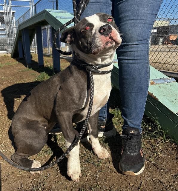 Rory - Pit Bull Terrier