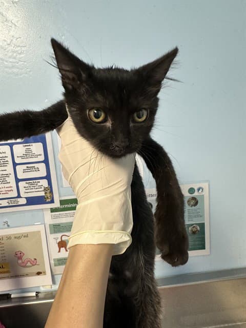 Thunder - Domestic Short Hair