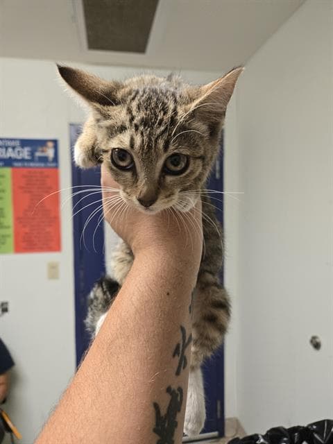 Daro - Domestic Short Hair