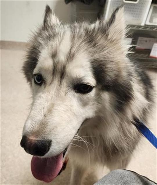 Gandalf The Grey - Siberian Husky