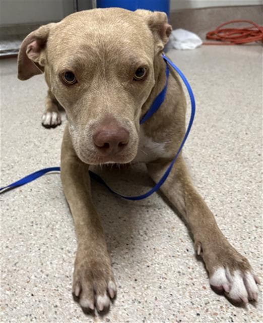 Pony - Pit Bull Terrier