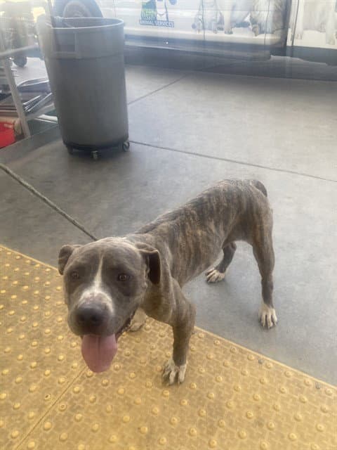 Alan Walker - Pit Bull Terrier