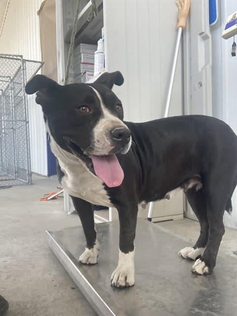 Pumpkin - Pit Bull Terrier