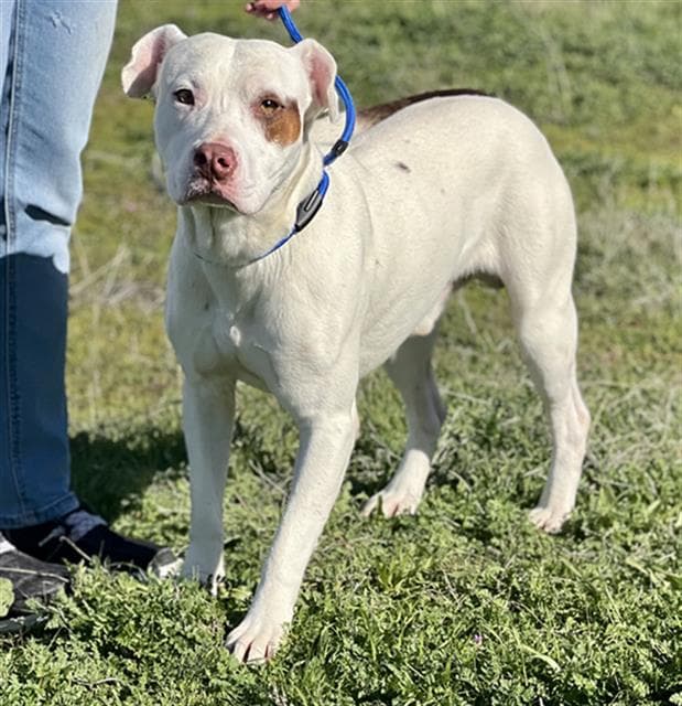 Andy - Pit Bull Terrier