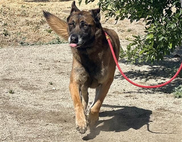 Rex - Belgian Shepherd Malinois