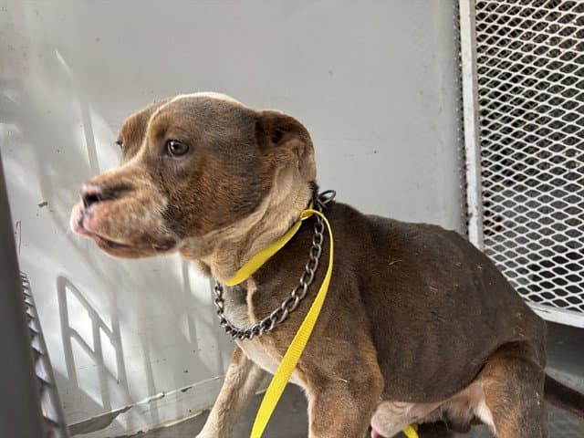 King - Pit Bull Terrier