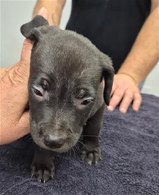 Marla - Labrador Retriever