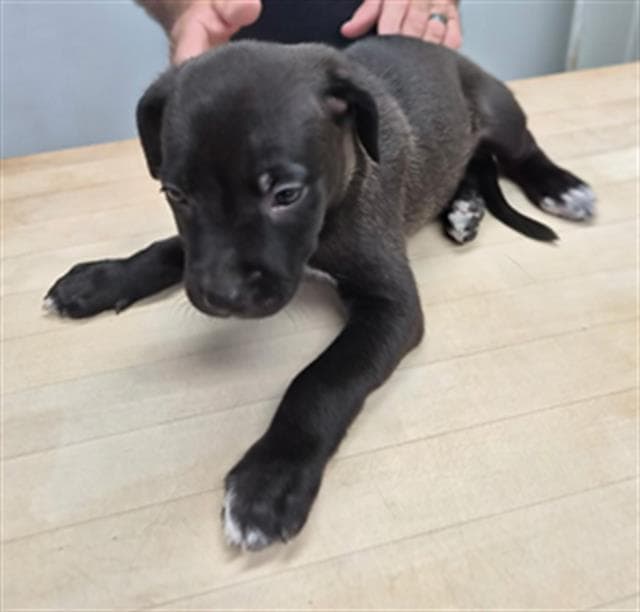 Kit - Labrador Retriever