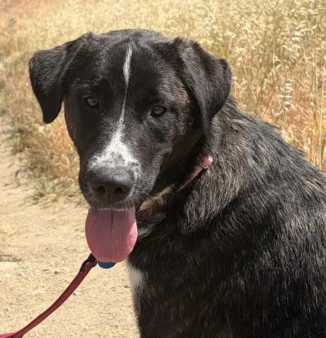 Scarlett - Anatolian Shepherd