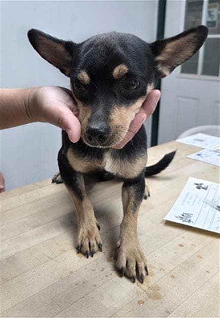 Sanders - Chihuahua