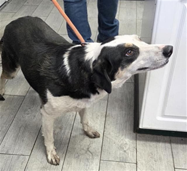 Puparoe - Border Collie