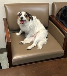 Chewla image 1