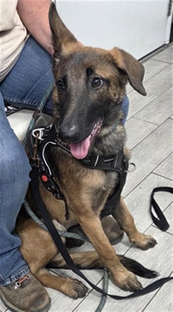 Jill - Belgian Shepherd Malinois