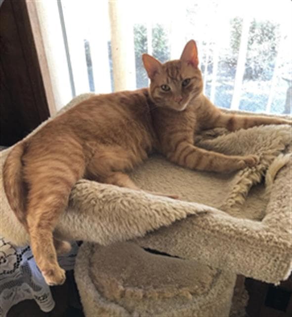 Sammy - Domestic Short Hair