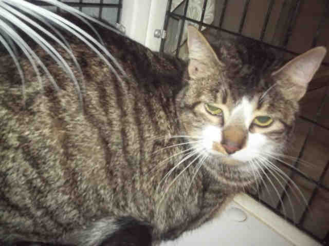 Jac  Allie - Domestic Short Hair