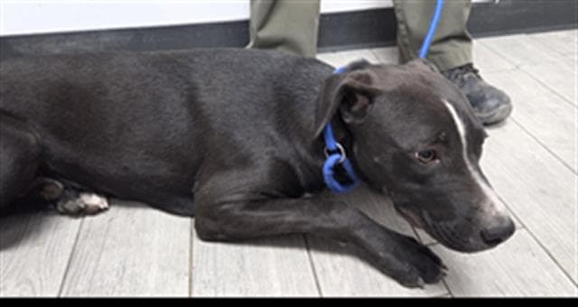 Tom - Pit Bull Terrier