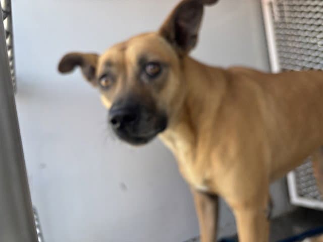 Irey - Pit Bull Terrier