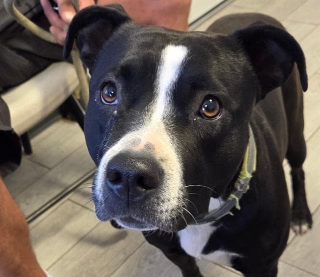 Panda - Pit Bull Terrier