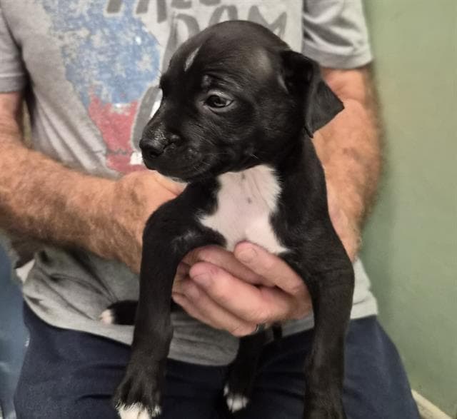 Ogee - Pit Bull Terrier