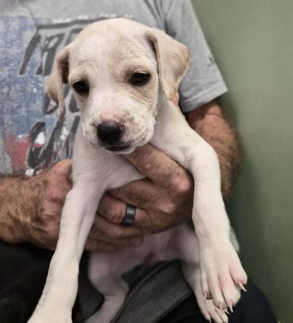 Paisley - Pit Bull Terrier