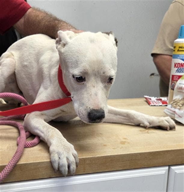 Nala - Pit Bull Terrier