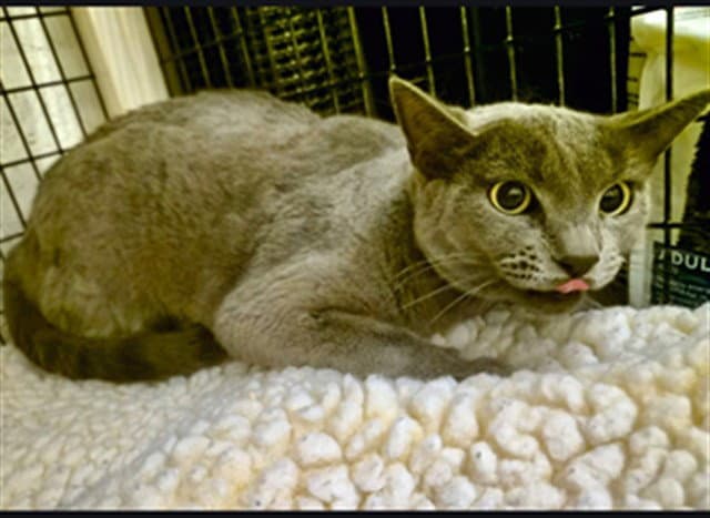 Gracie - Domestic Short Hair