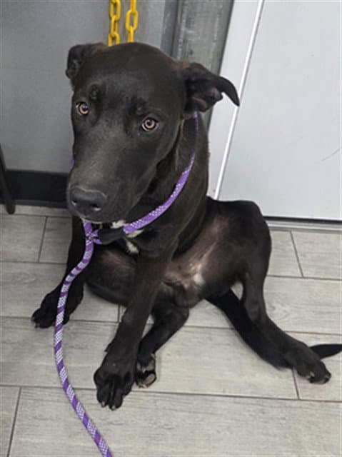 Tiramisu - Labrador Retriever