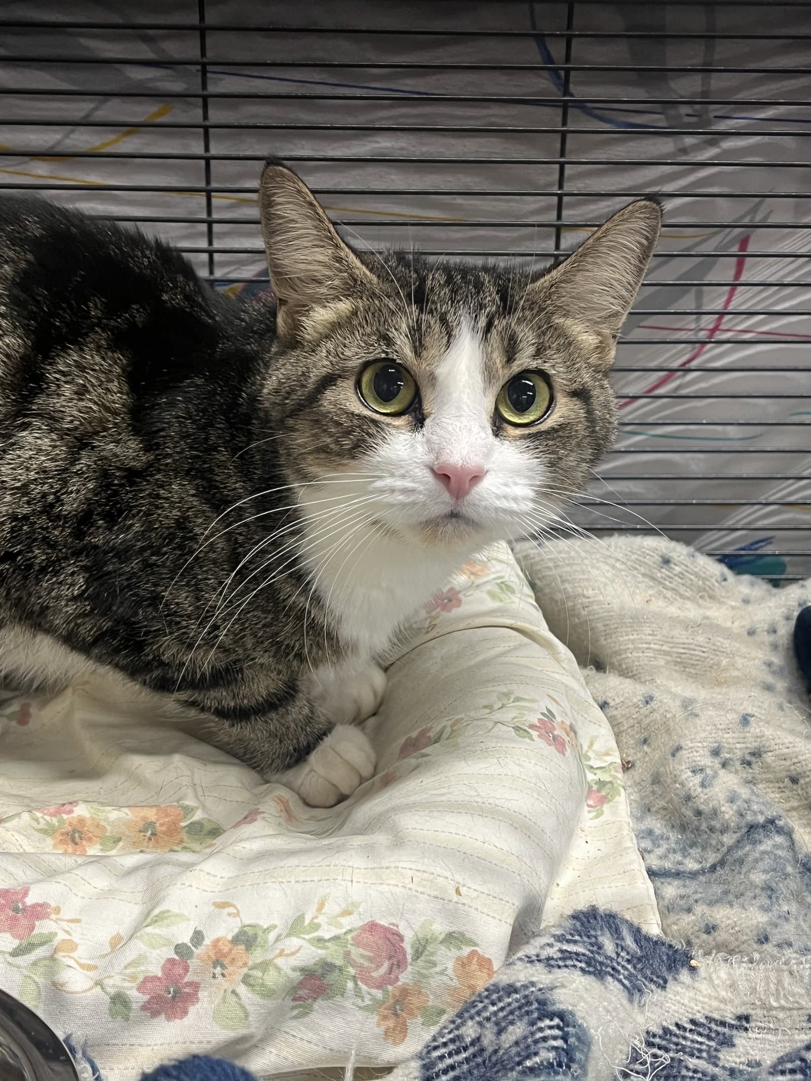 Jugs Special Needs - Tabby