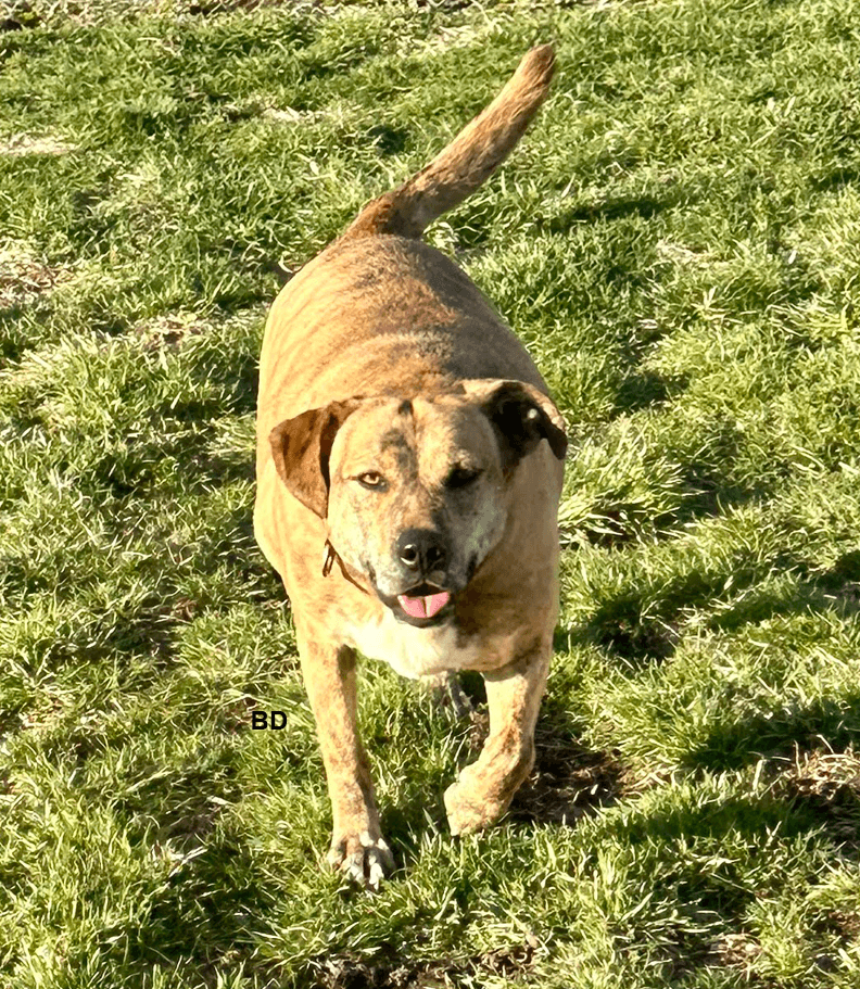 Winifred Winnie - Shepherd