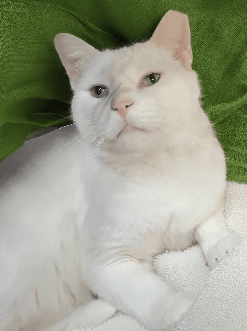 Mugshot - Domestic Short Hair
