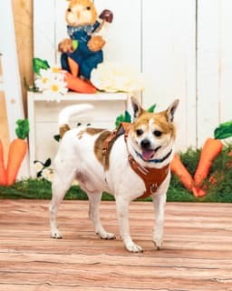 Bruiser image 3